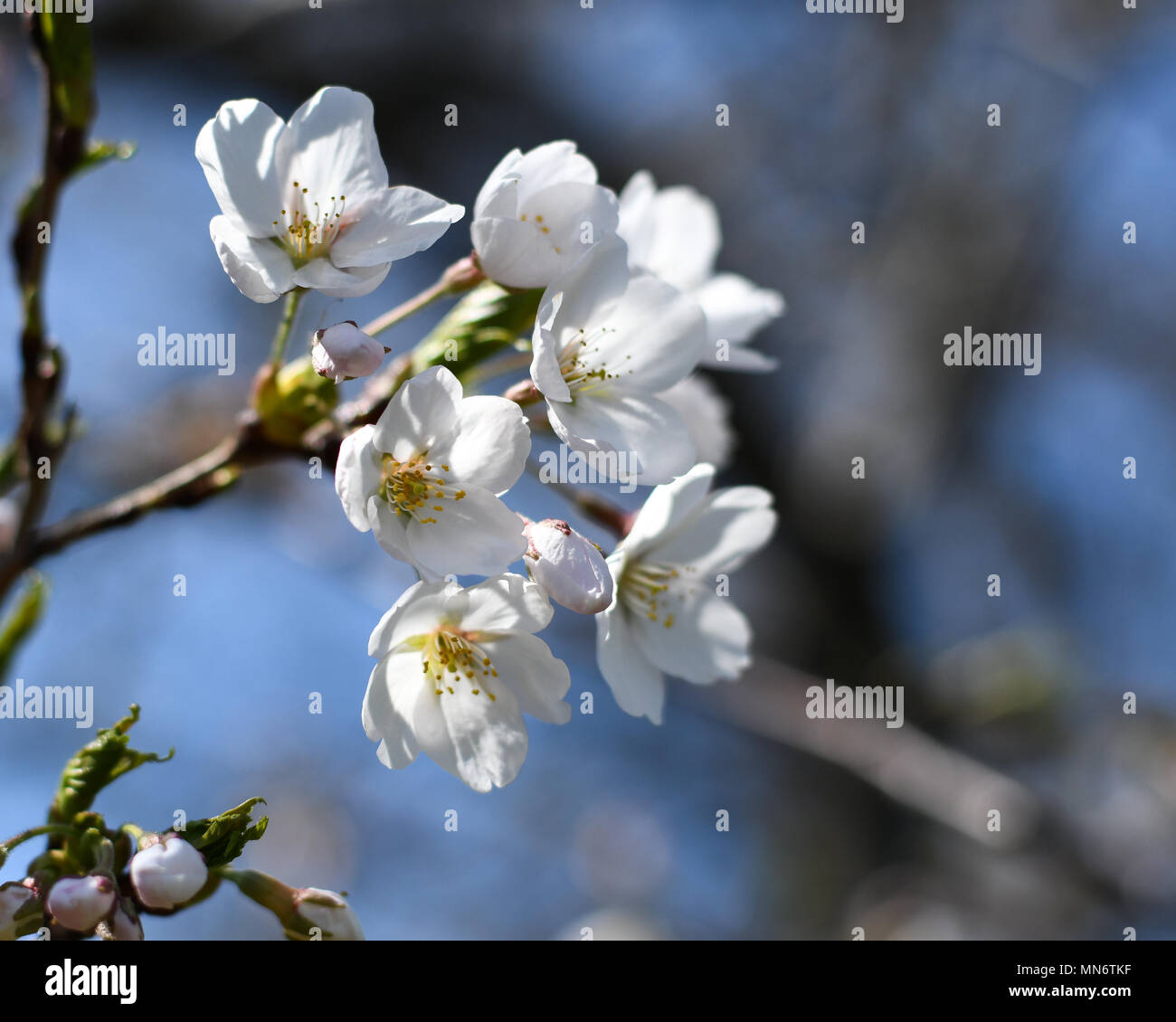 Cloud gardens toronto hi-res stock photography and images - Alamy