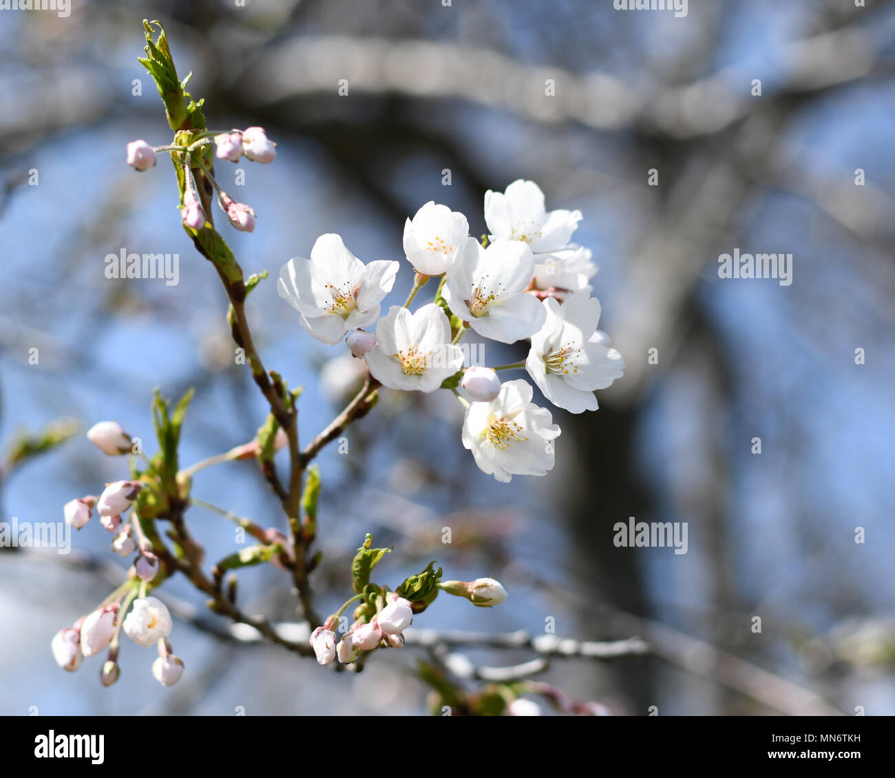 Cherry Blossoms in full bloom at High Park, Toronto Stock Photo - Alamy