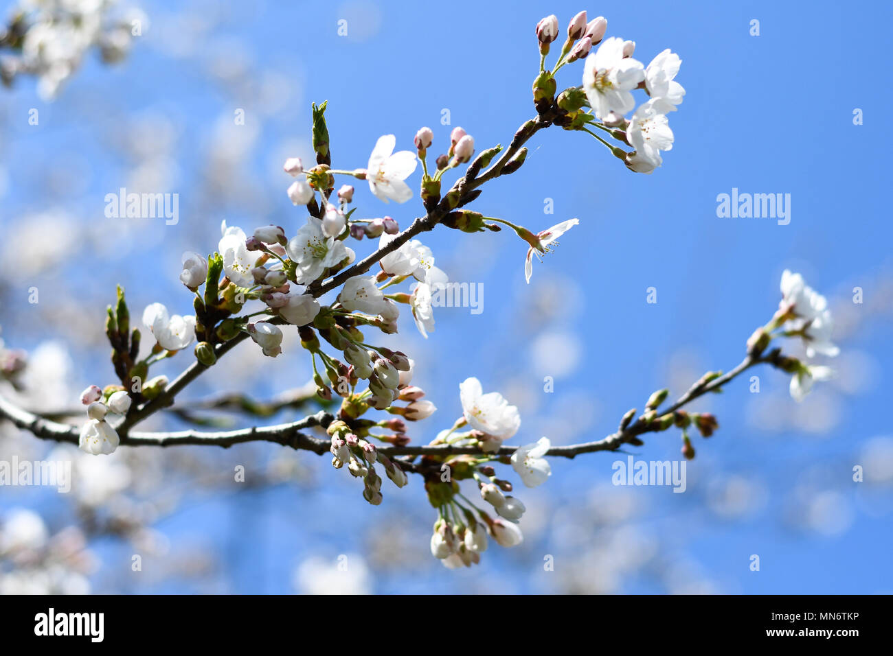 Cloud gardens toronto hi-res stock photography and images - Alamy