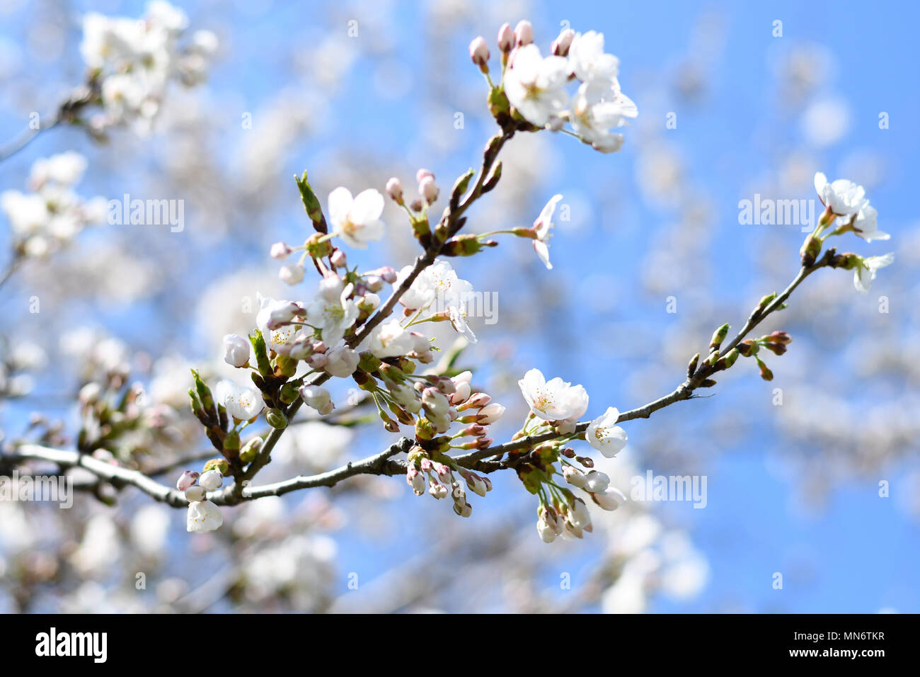 Cherry Blossoms in full bloom at High Park, Toronto Stock Photo - Alamy