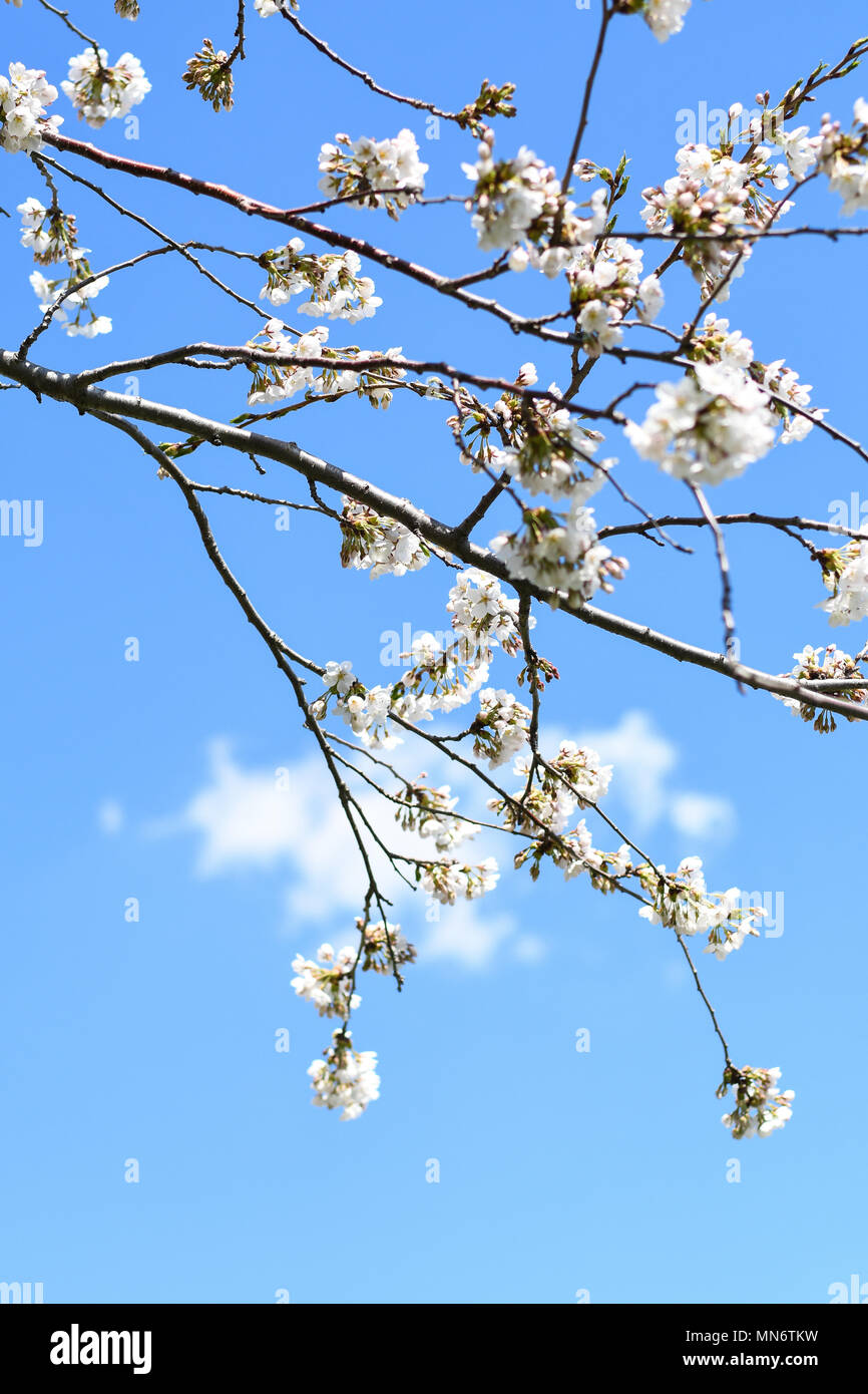 Cloud gardens toronto hi-res stock photography and images - Alamy