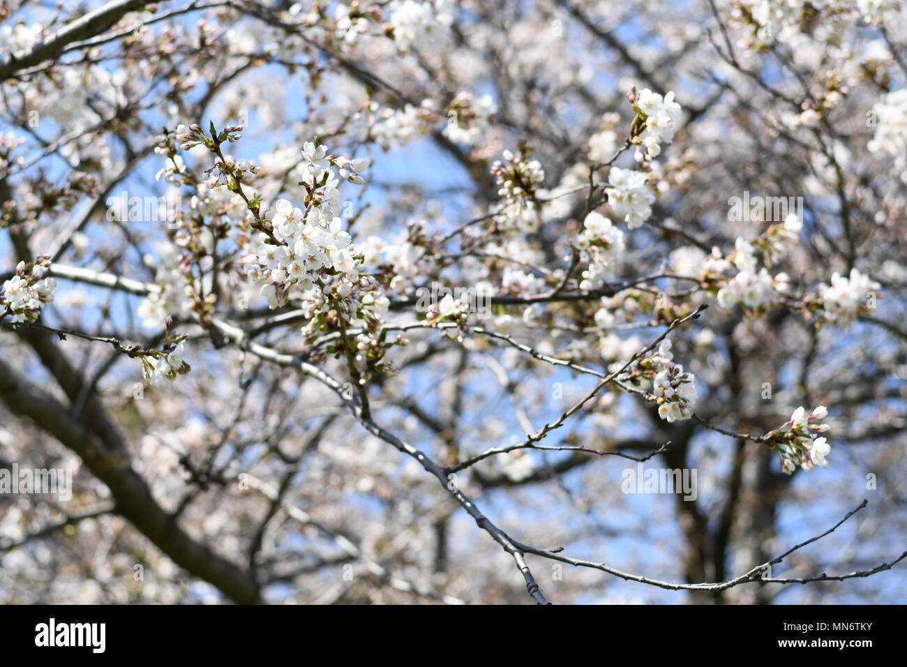 Cloud gardens toronto hi-res stock photography and images - Alamy