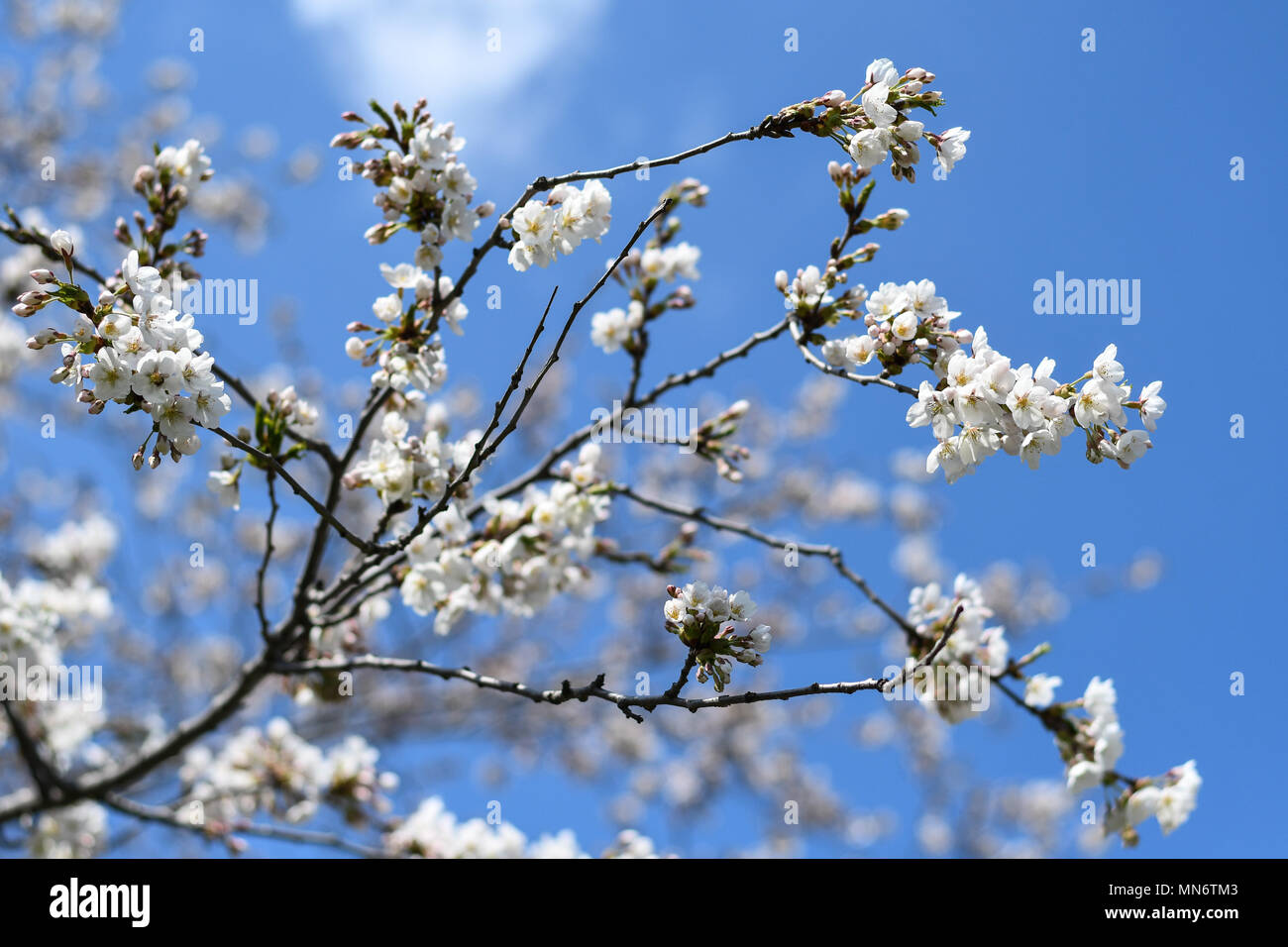 Cloud gardens toronto hi-res stock photography and images - Alamy