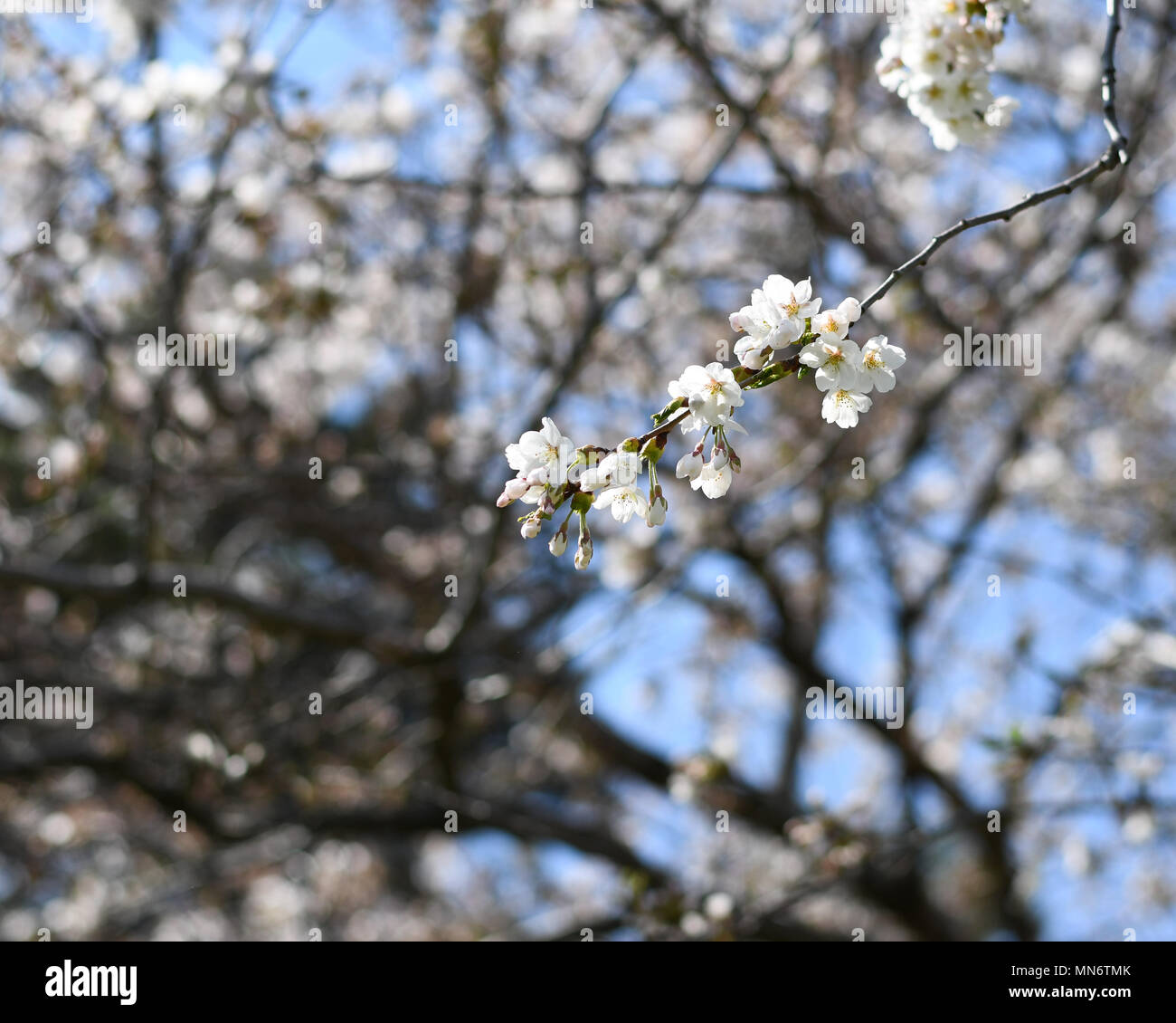 Cherry Blossoms in full bloom at High Park, Toronto Stock Photo - Alamy