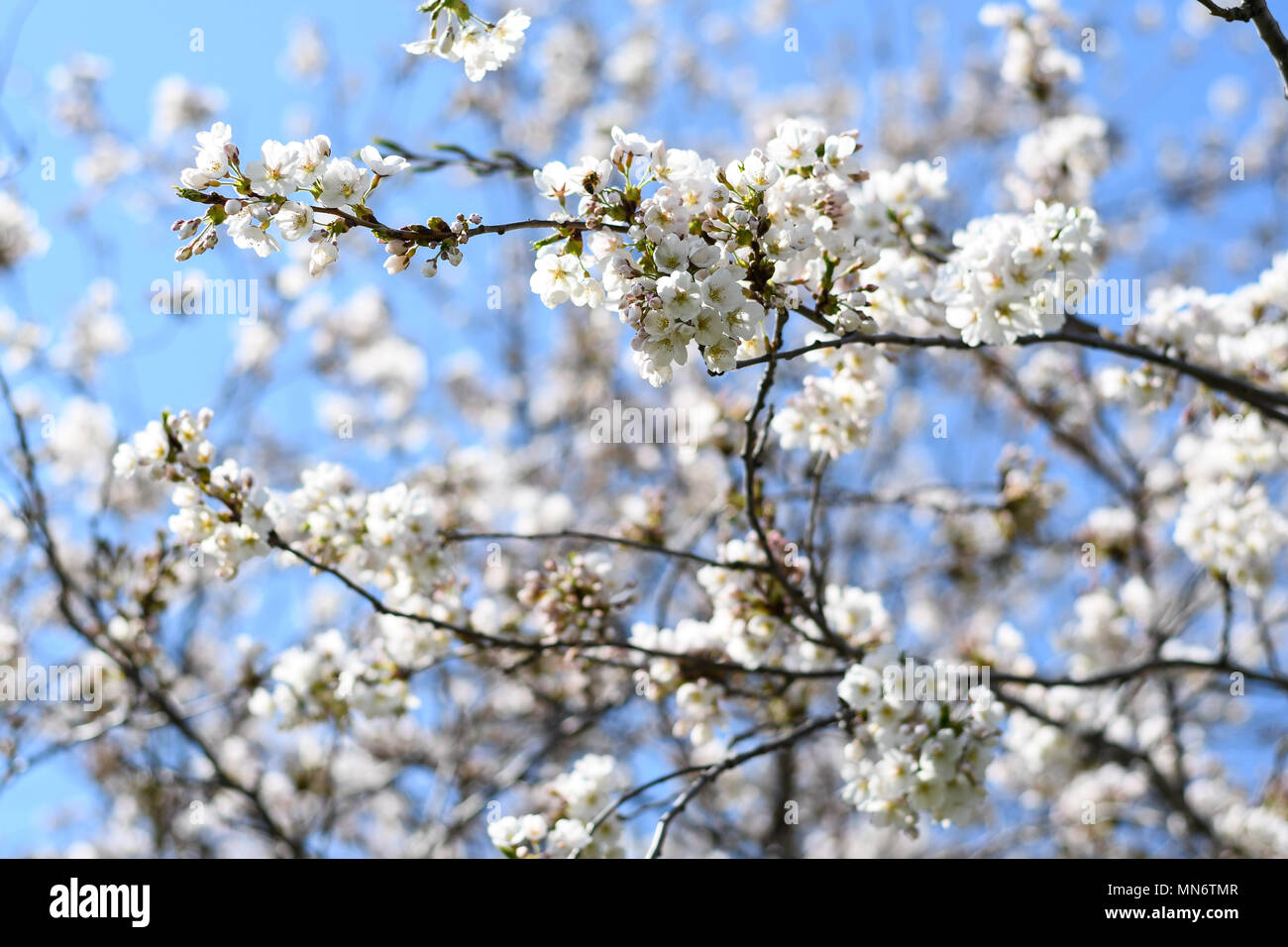 Cloud gardens toronto hi-res stock photography and images - Alamy
