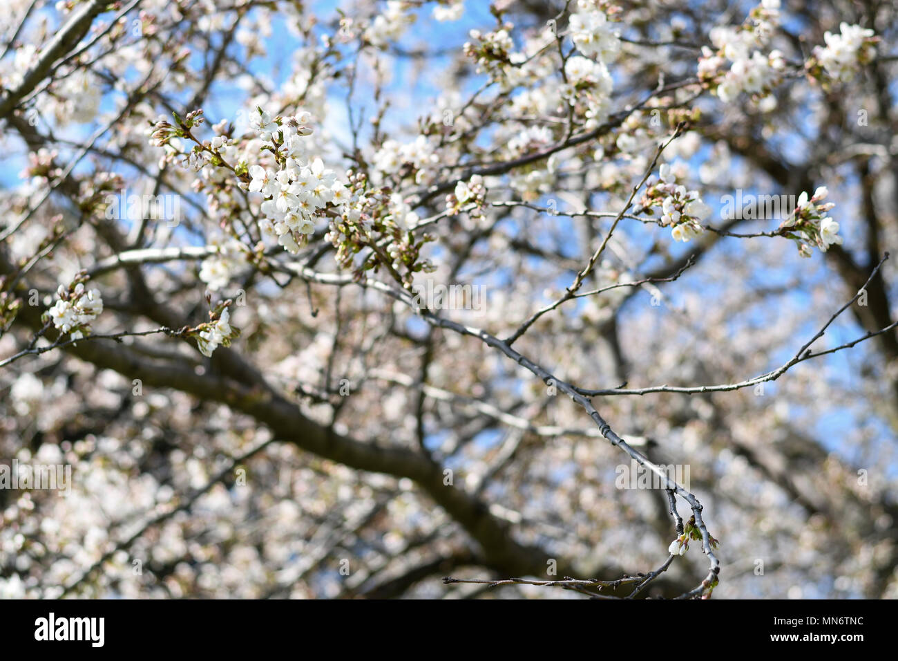 Cherry Blossoms in full bloom at High Park, Toronto Stock Photo - Alamy
