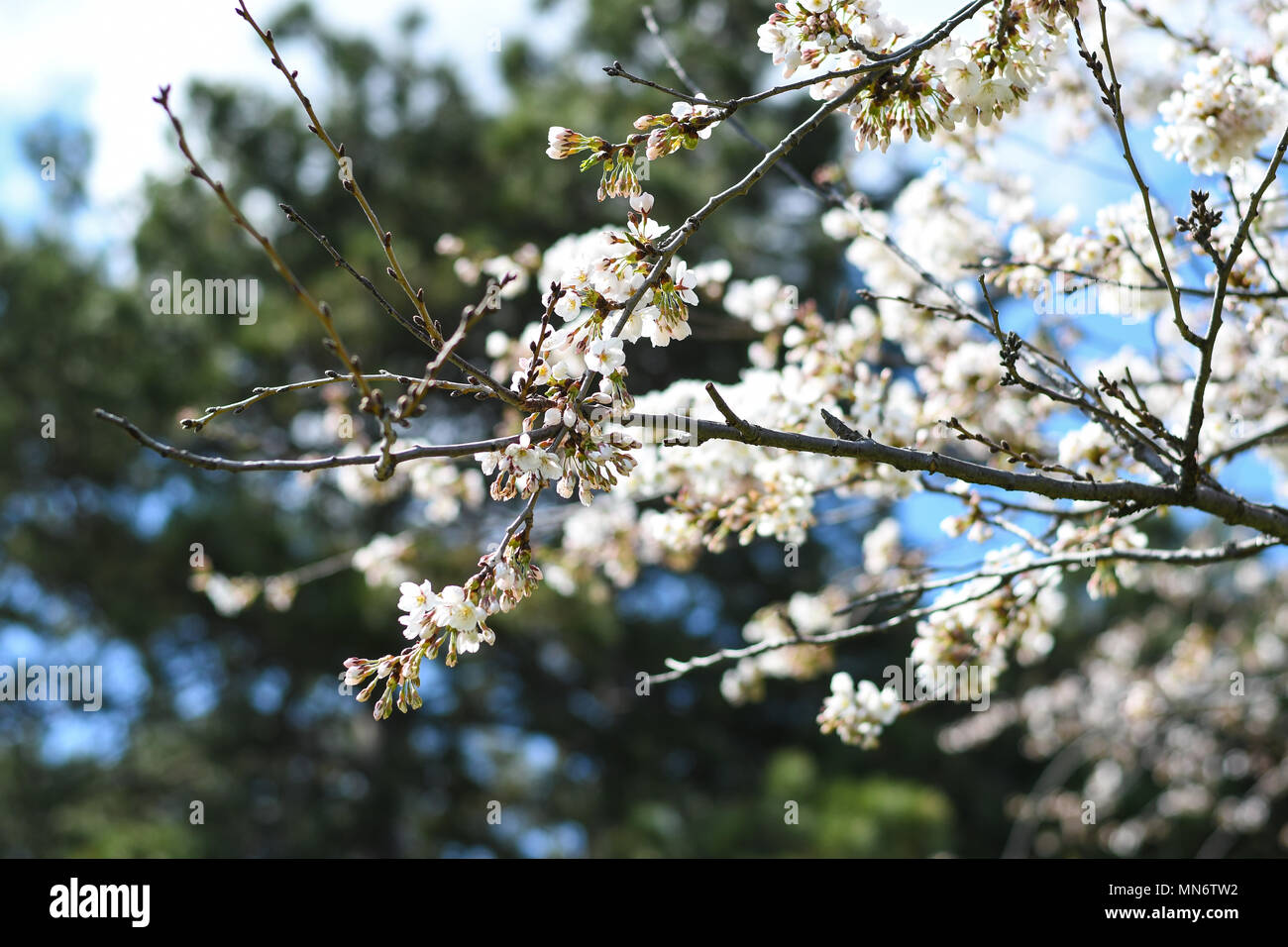 Cloud gardens toronto hi-res stock photography and images - Alamy