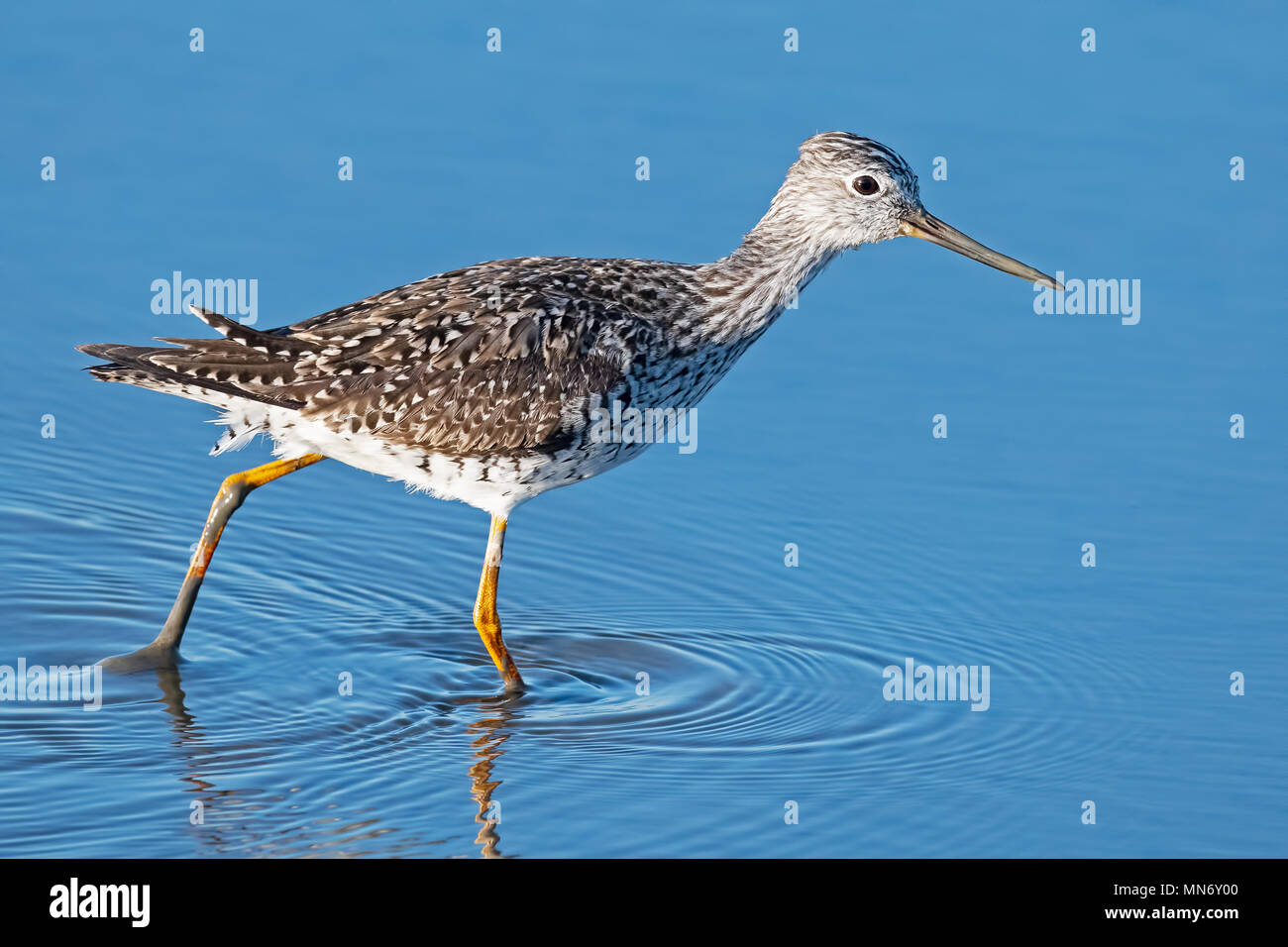 Greater yellow legs hi-res stock photography and images - Alamy