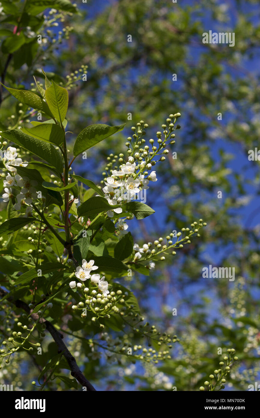 Clusters of fresh young white flowers beginning to bloom on the ...