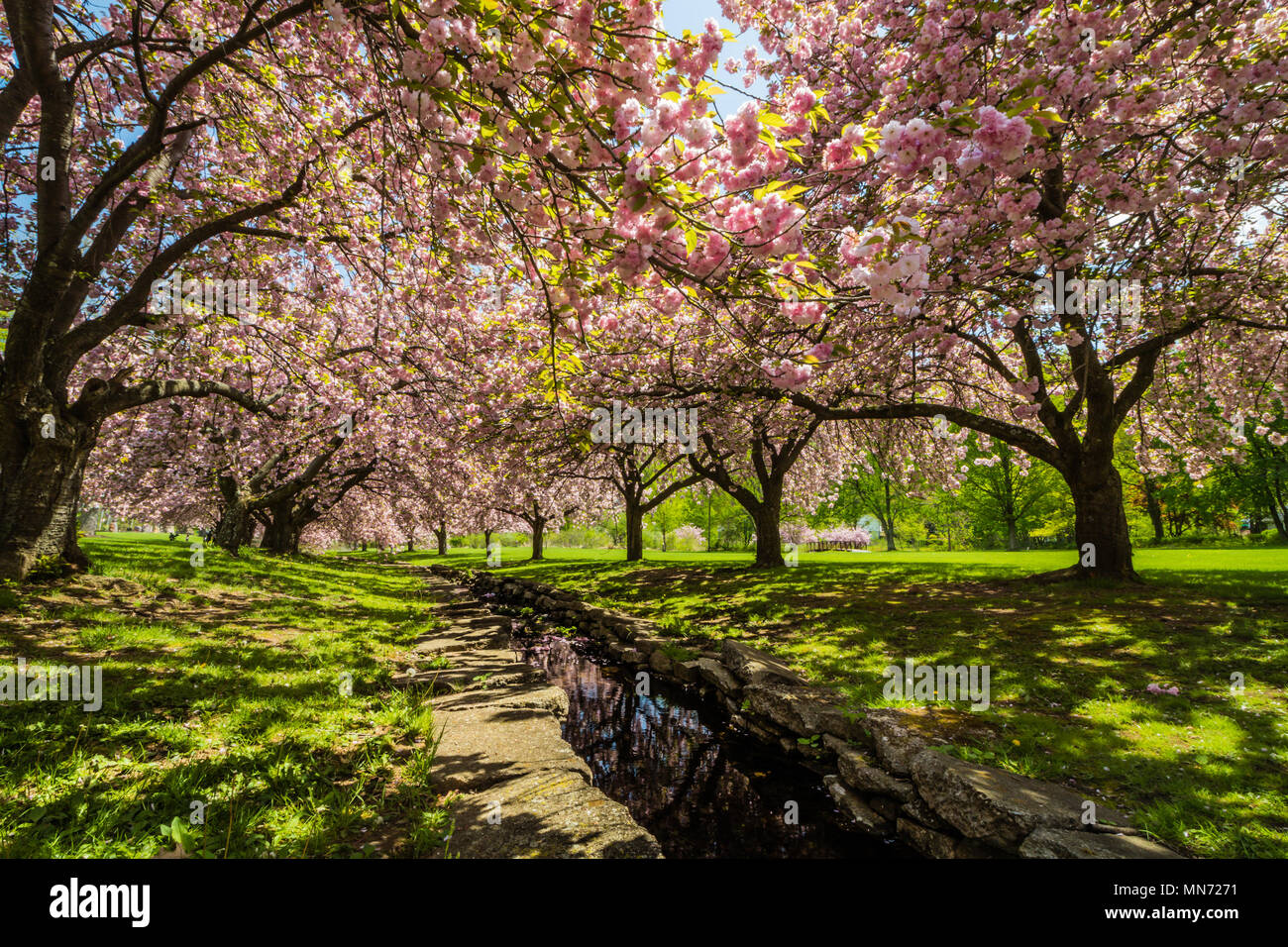 Tree drape hi-res stock photography and images - Alamy