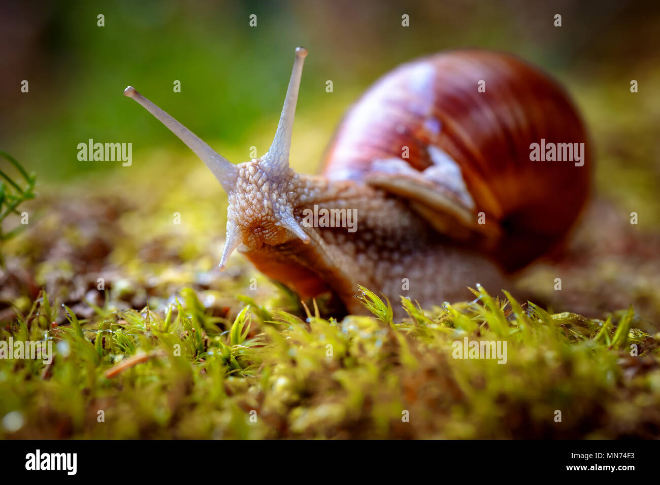 Helix pomatia also Roman snail, Burgundy snail, edible snail or escargot, is a species of large, edible, air-breathing land snail, a terrestrial pulmonate gastropod mollusk in the family Helicidae. Stock Photo