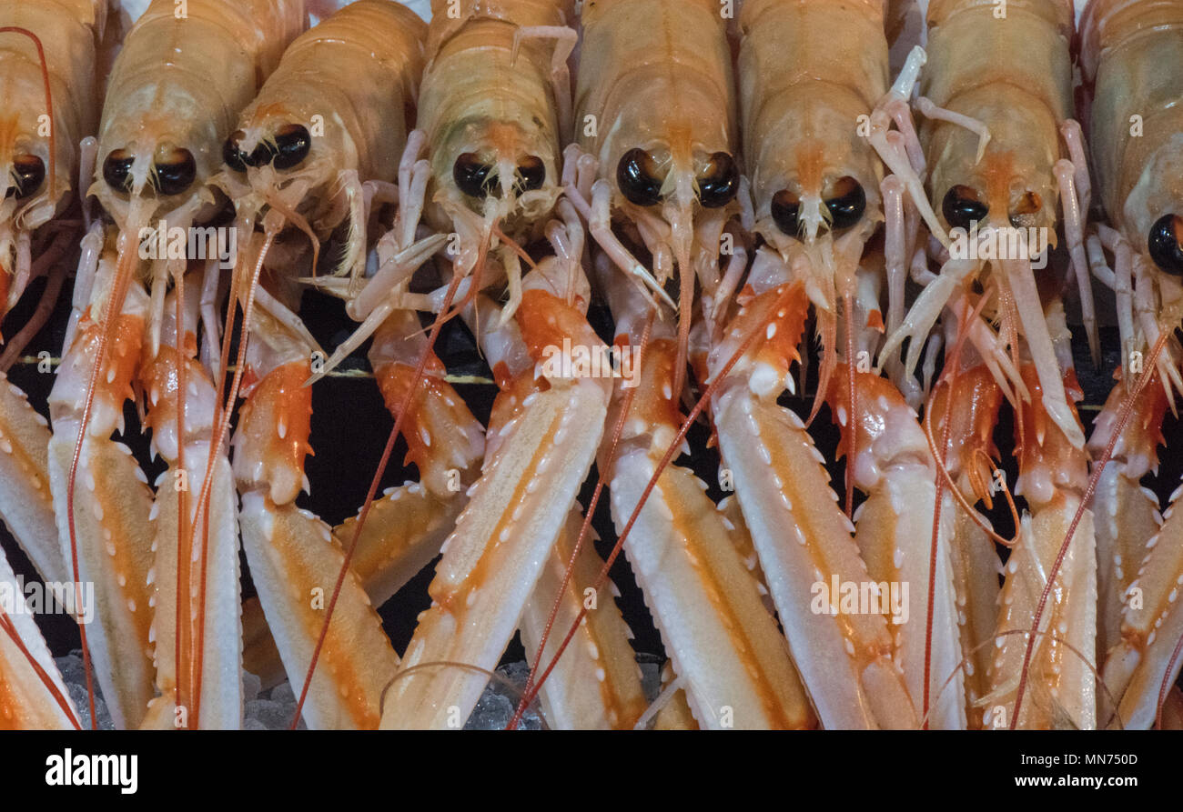 freshly caught langoustines stacked up on a stall at borough market at a fishmongers stall for sale. fresh seafood and shellfish at a local fishmonger Stock Photo
