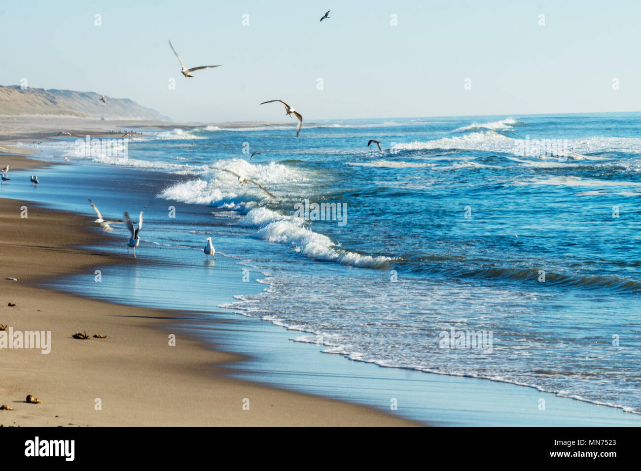 Sea surf with hunting seagulls on the beach of Denmark THY Stock Photo