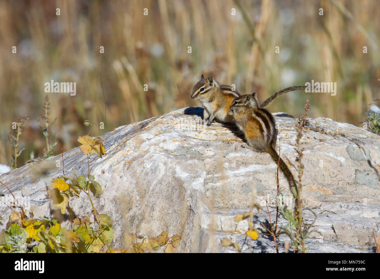 A pair of least chipmunks atop a boulder in the Wasatch Range of Utah, USA. Stock Photo