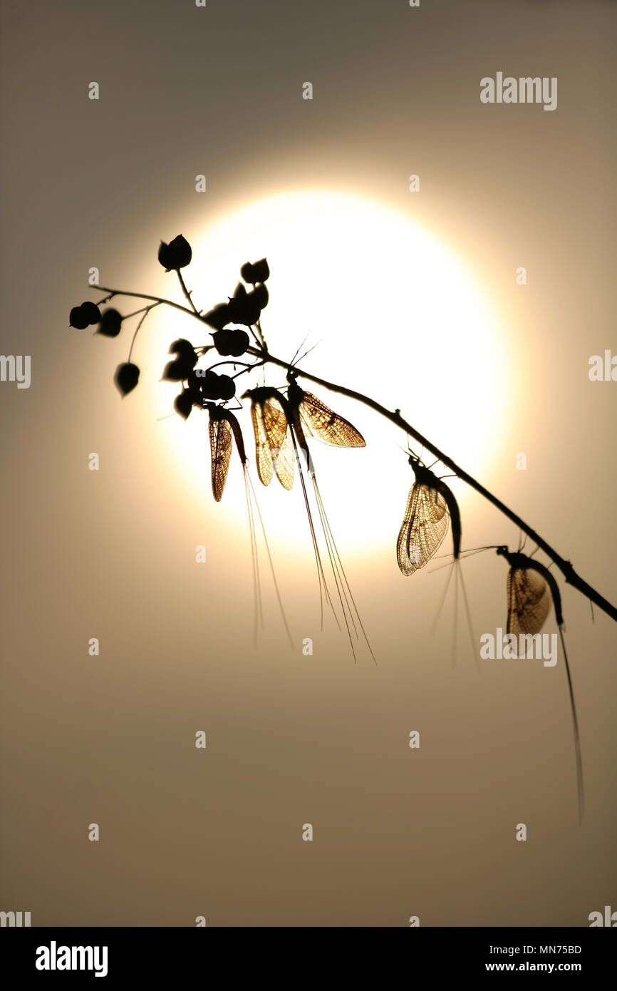 Mayfly UK Stock Photo