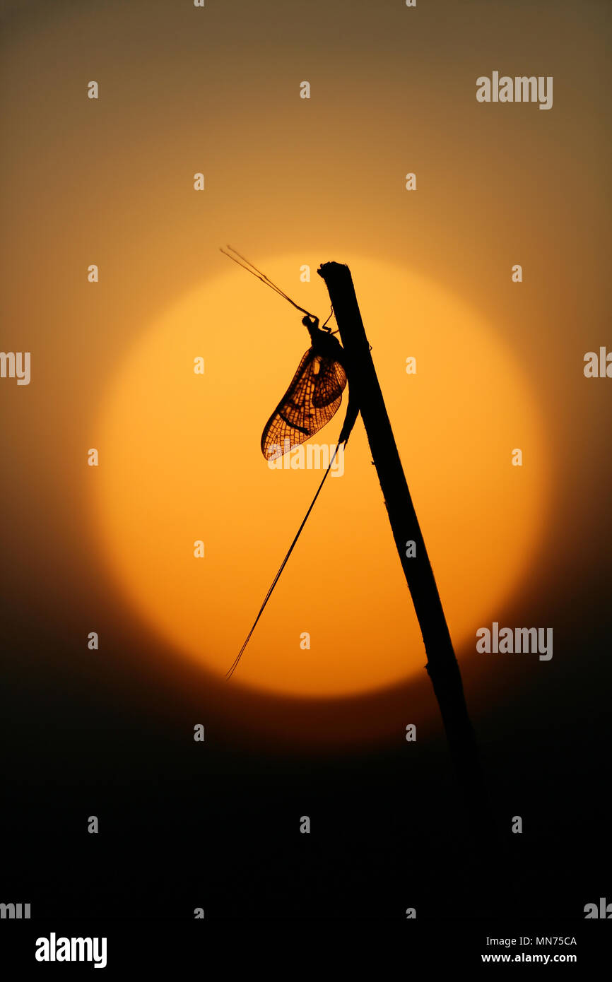 Mayfly UK Stock Photo