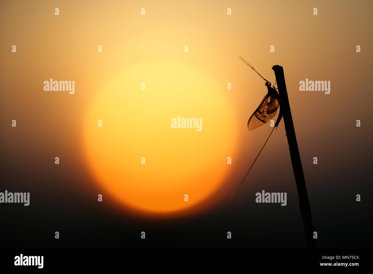 Mayfly UK Stock Photo