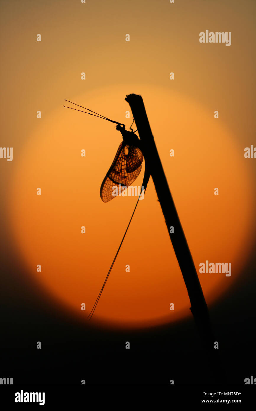 Mayfly UK Stock Photo