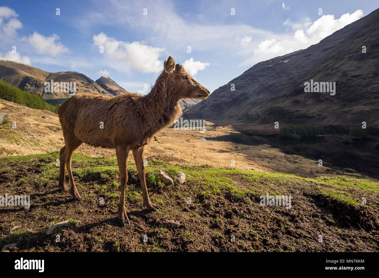 Red Deer Stag after it had shed its antlers.  Scotland Stock Photo