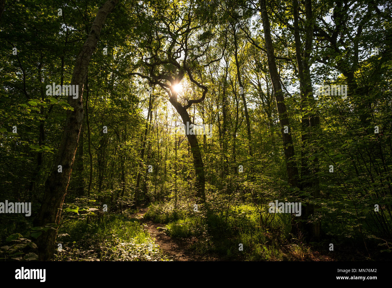 Sunshine breaks through the canopy of Wappenbury Wood, Warwickshire Stock Photo