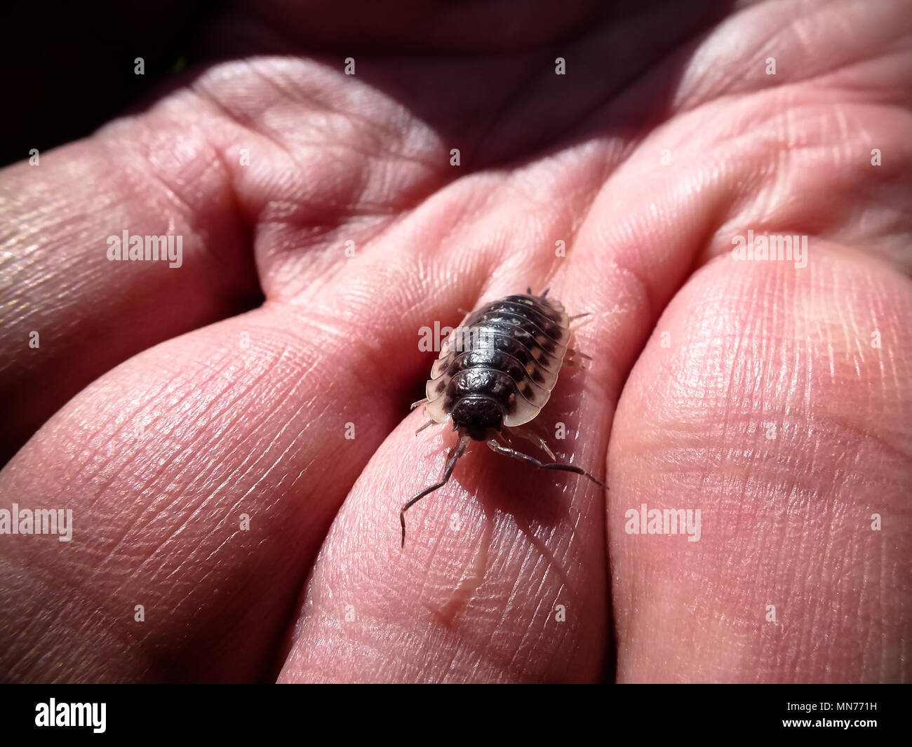 Closeup of Common Shiny Woodlouse (Oniscus asellus) on Human Hand