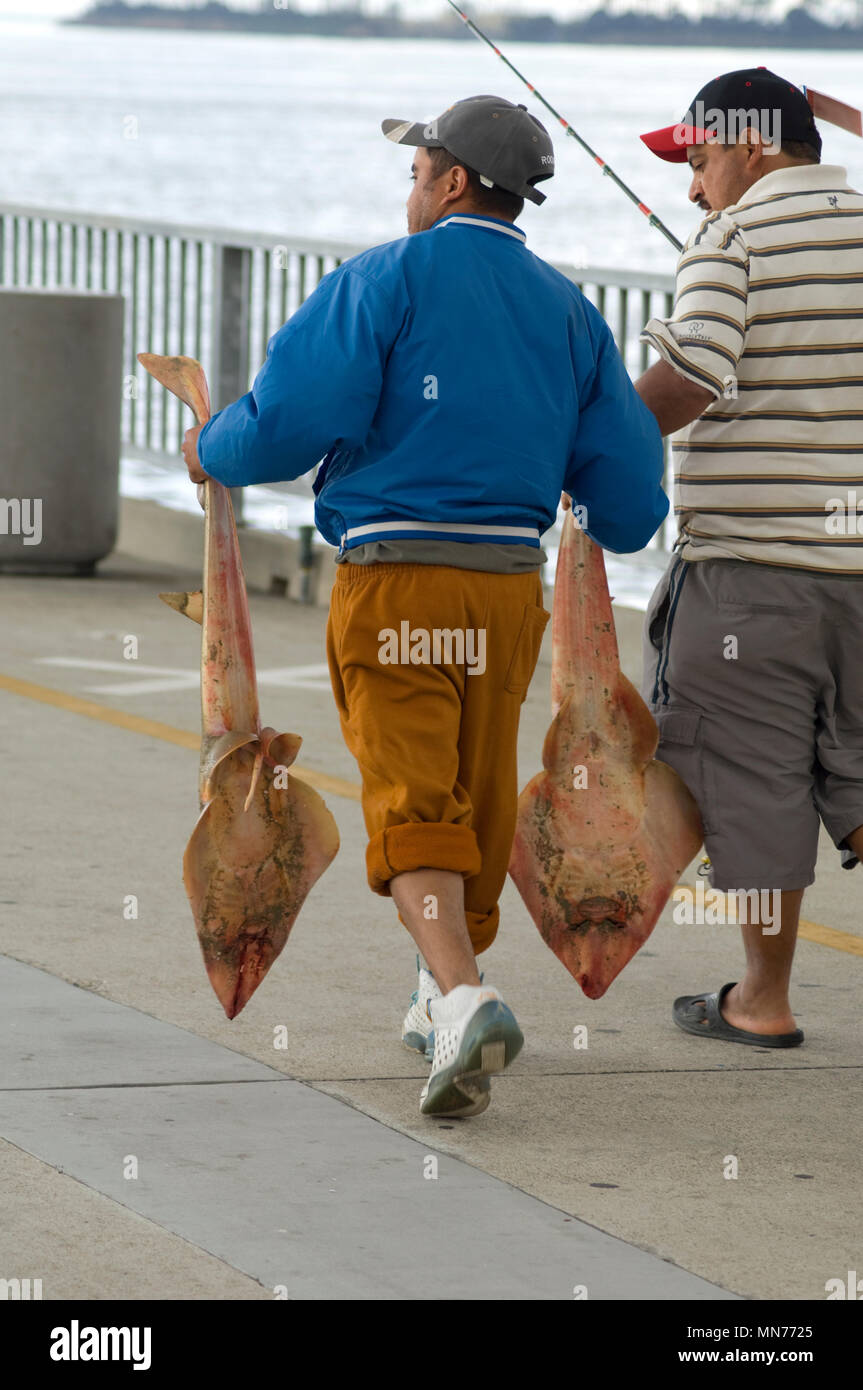Fishermen carrying stingrays on the Belmont Pier in Long Beach, CA Stock Photo