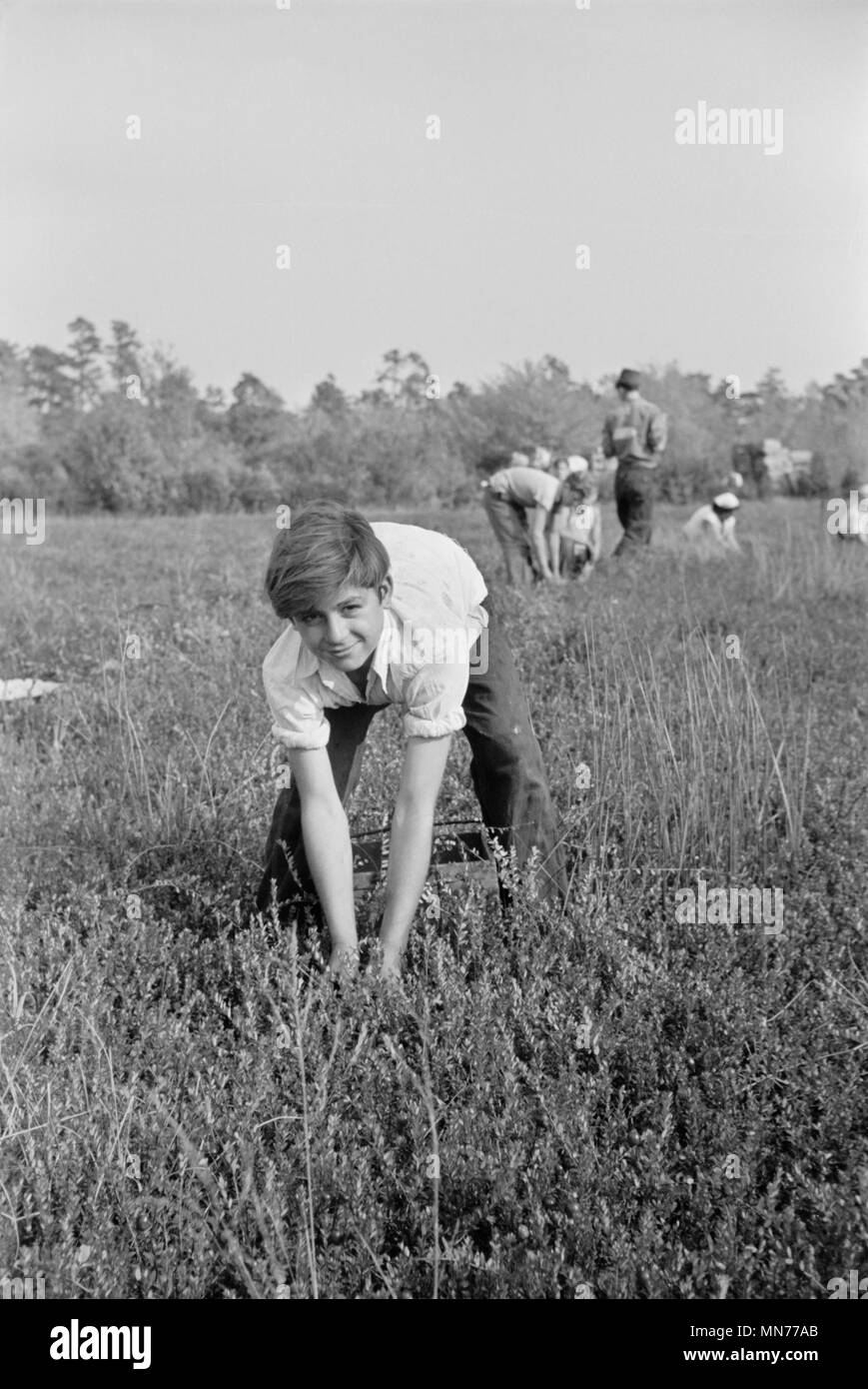 Boy Picking Cranberries, Burlington County, New Jersey, USA, Arthur Rothstein for Farm Security Administration, October 1938 Stock Photo