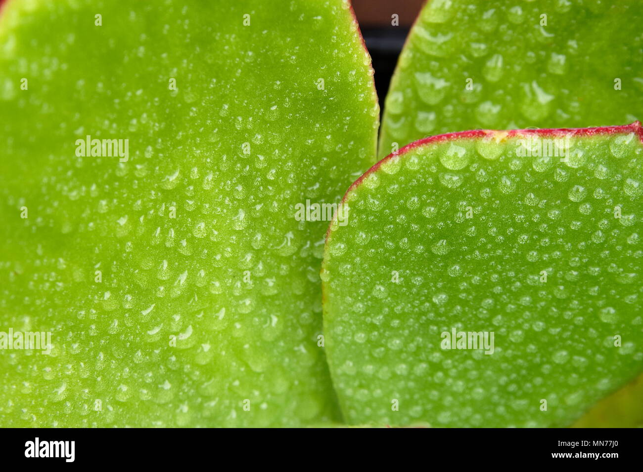 Raindrops on Cotyledon macrantha Stock Photo