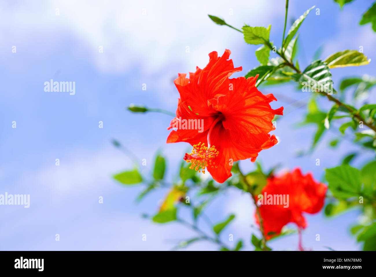 Hibiscus and Blue sky Stock Photo - Alamy