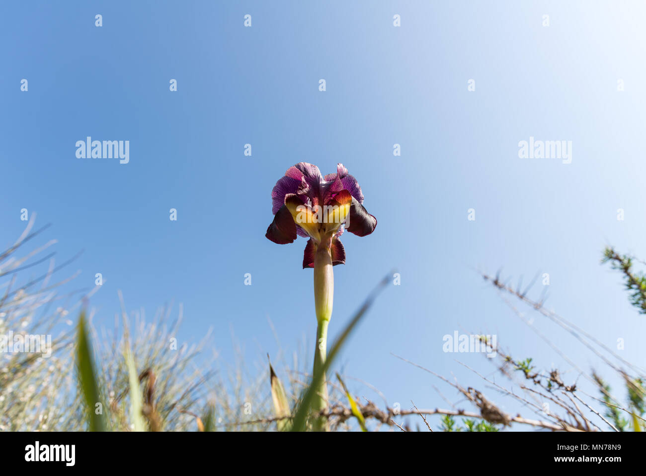 Irus Argaman Reserve in Netanya, Israel Stock Photo Alamy