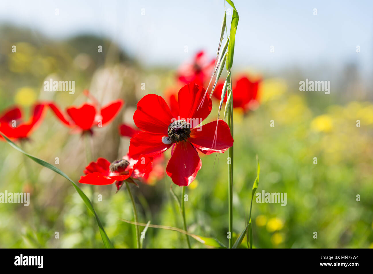 Irus Argaman Reserve in Netanya, Israel Stock Photo Alamy