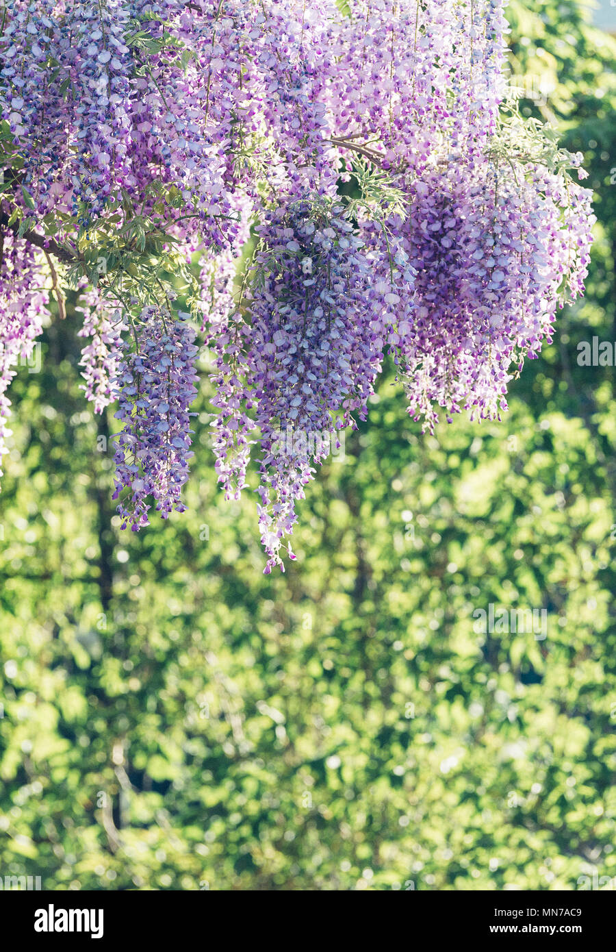Wisteria Lane in Park. Chinese Wisteria blossom on Garden background