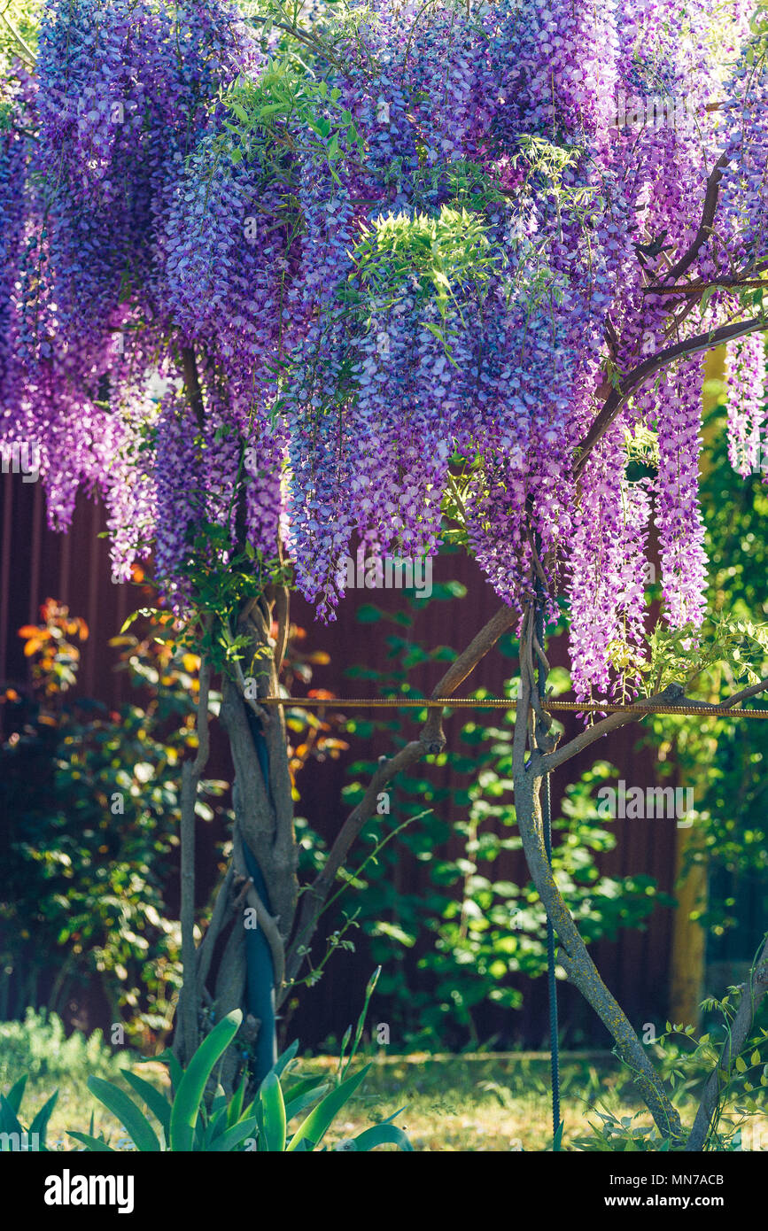 Wisteria lane hires stock photography and images Alamy