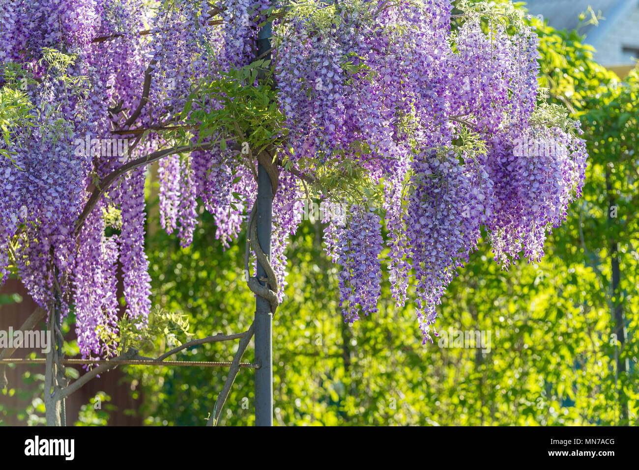 Wisteria Lane in Park. Chinese Wisteria blossom on Garden background