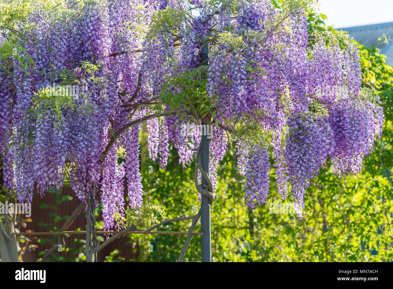 Wisteria Lane in Park. Chinese Wisteria blossom on Garden background