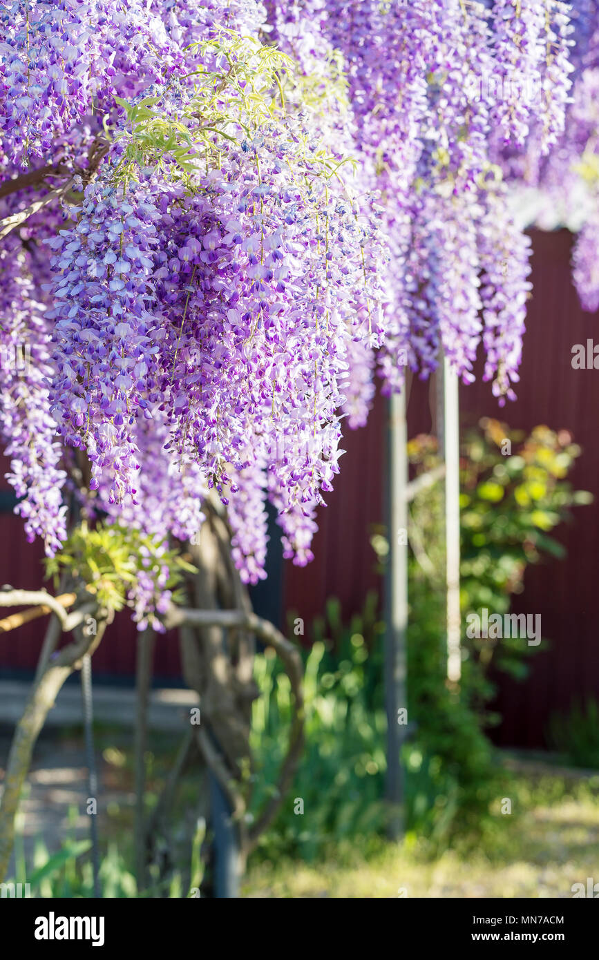 Wisteria Lane in Park. Chinese Wisteria blossom on Garden background