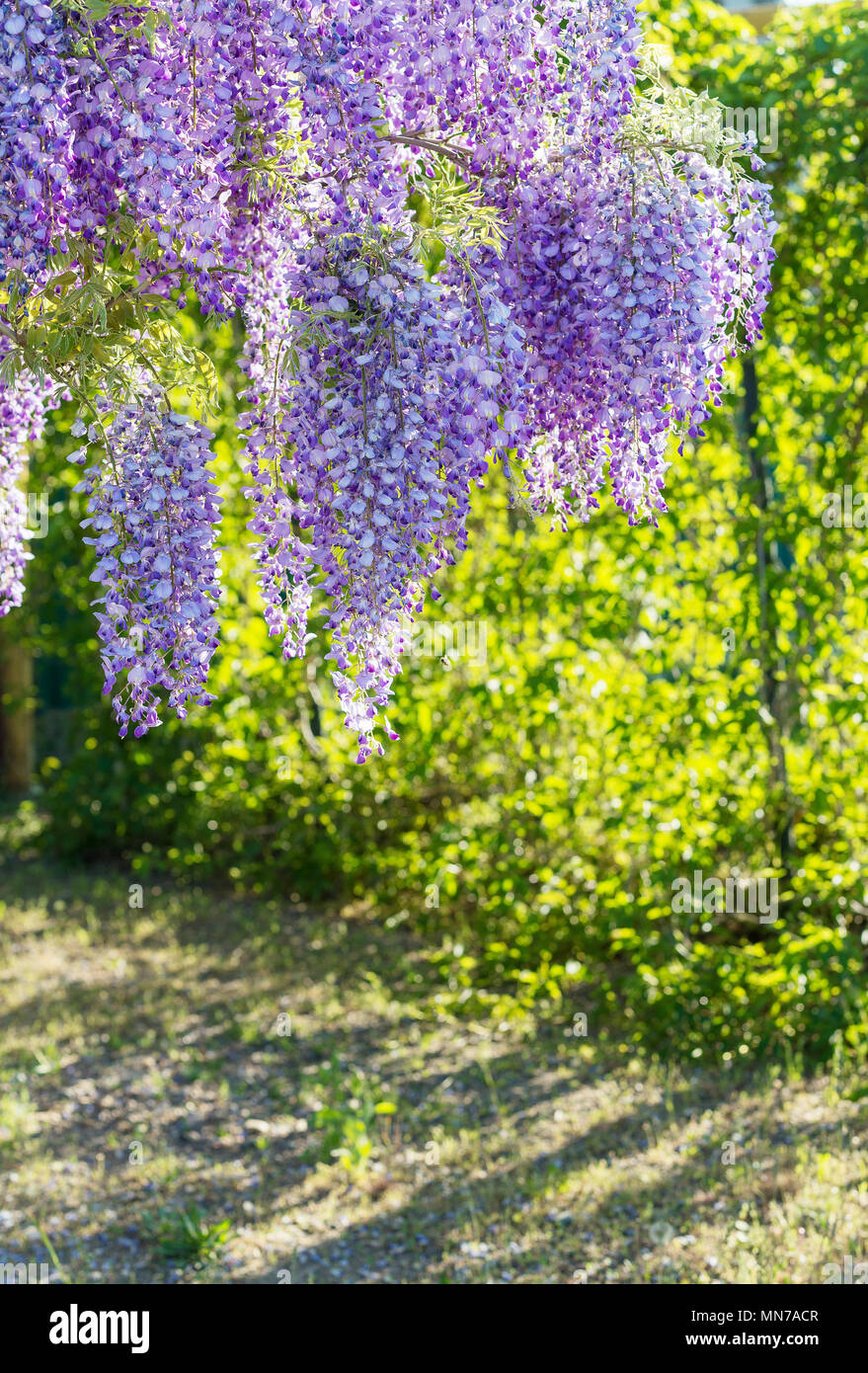 Wisteria Lane in Park. Chinese Wisteria blossom on Garden background