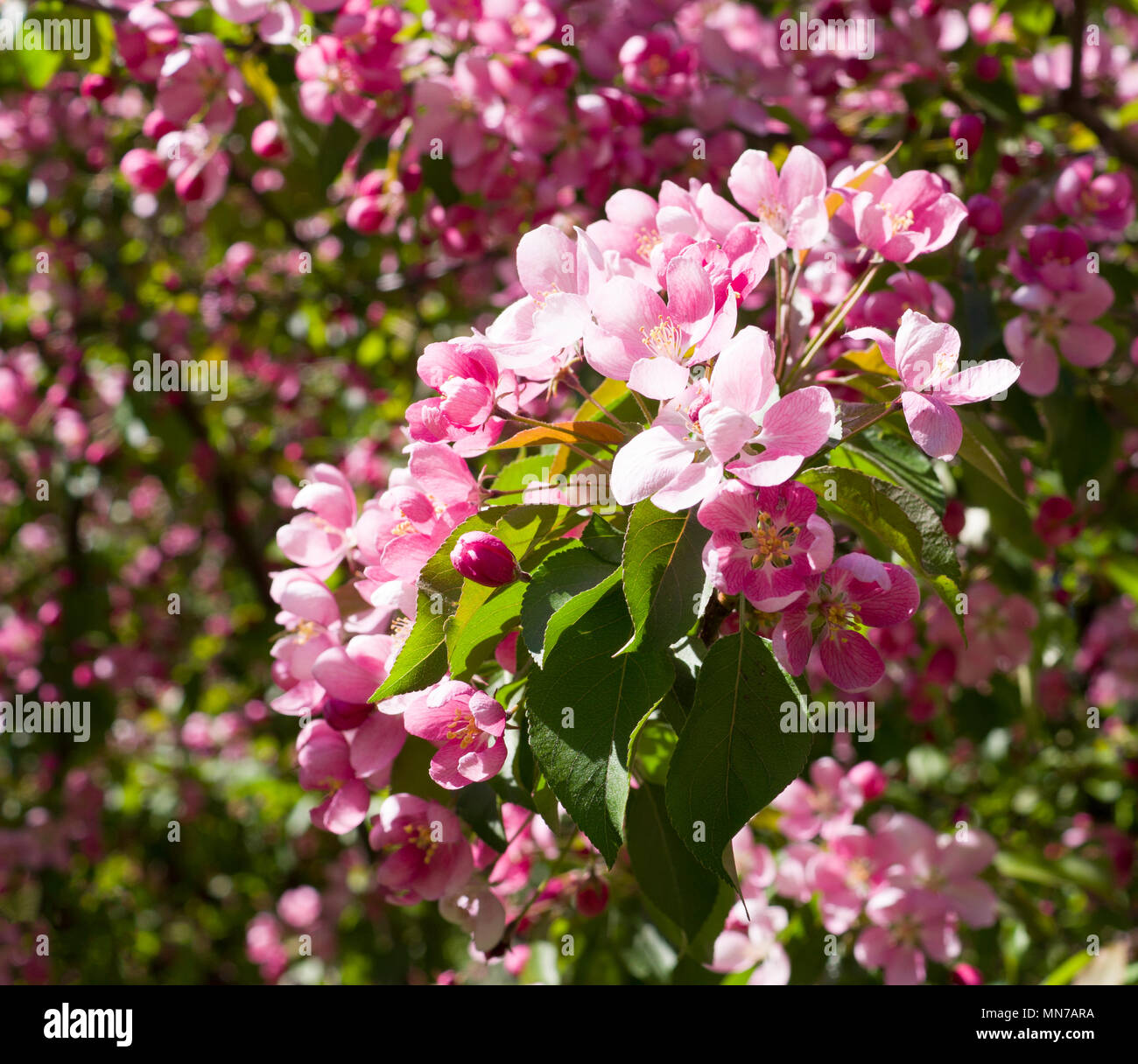 blooming cherry tree with pink flowers in spring. background, nature ...