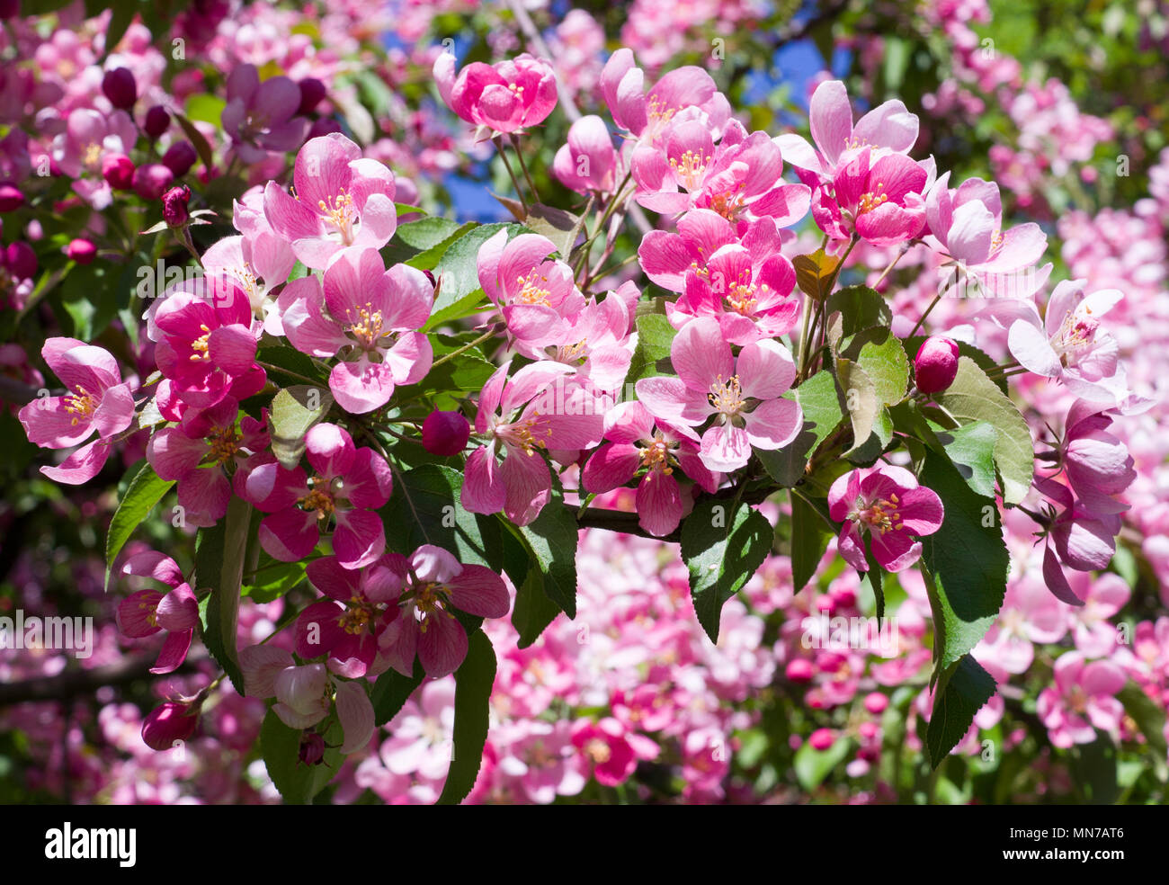 blooming cherry tree with pink flowers in spring. background, nature ...