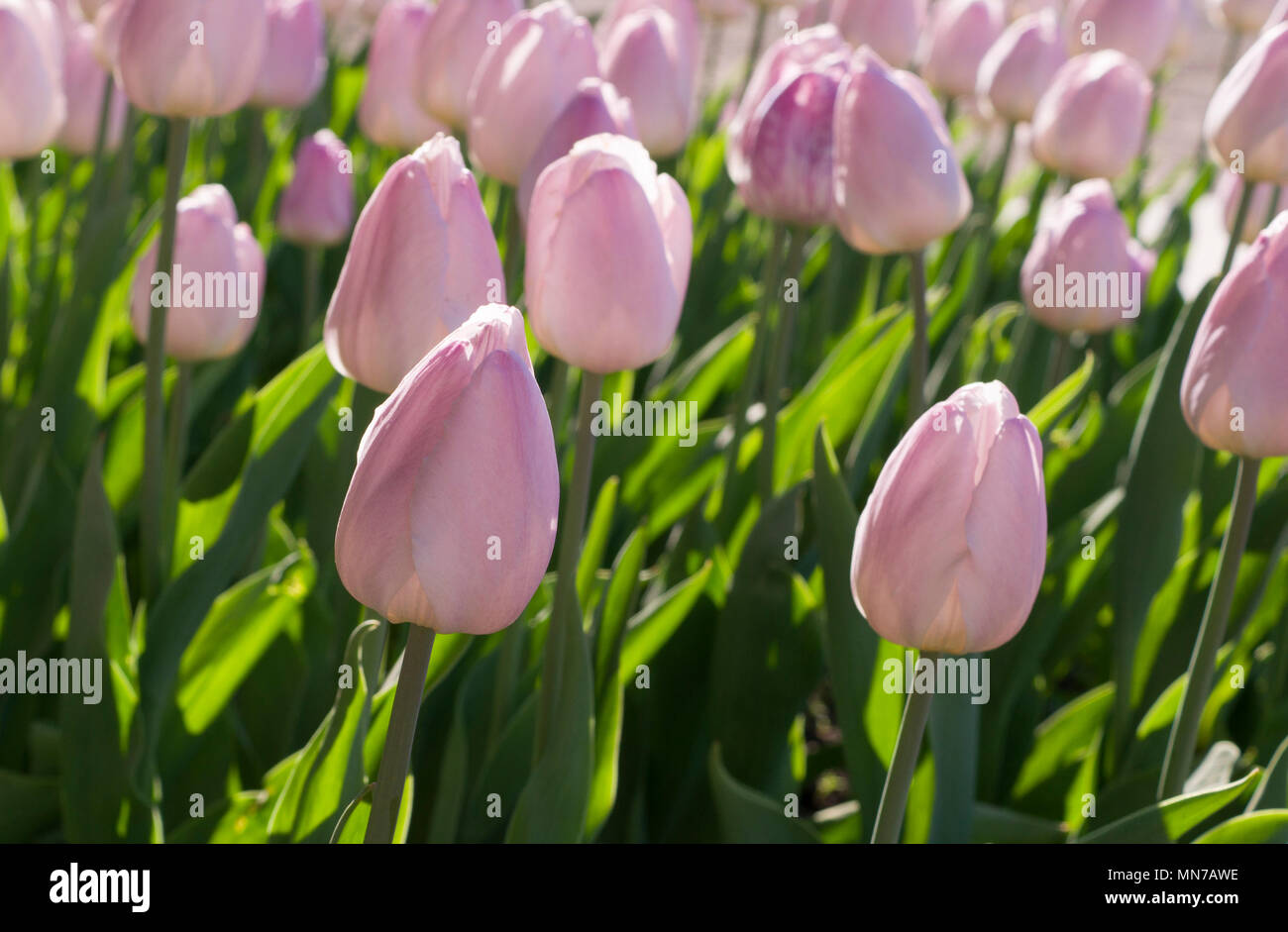 Pink tulip buds hi-res stock photography and images - Alamy