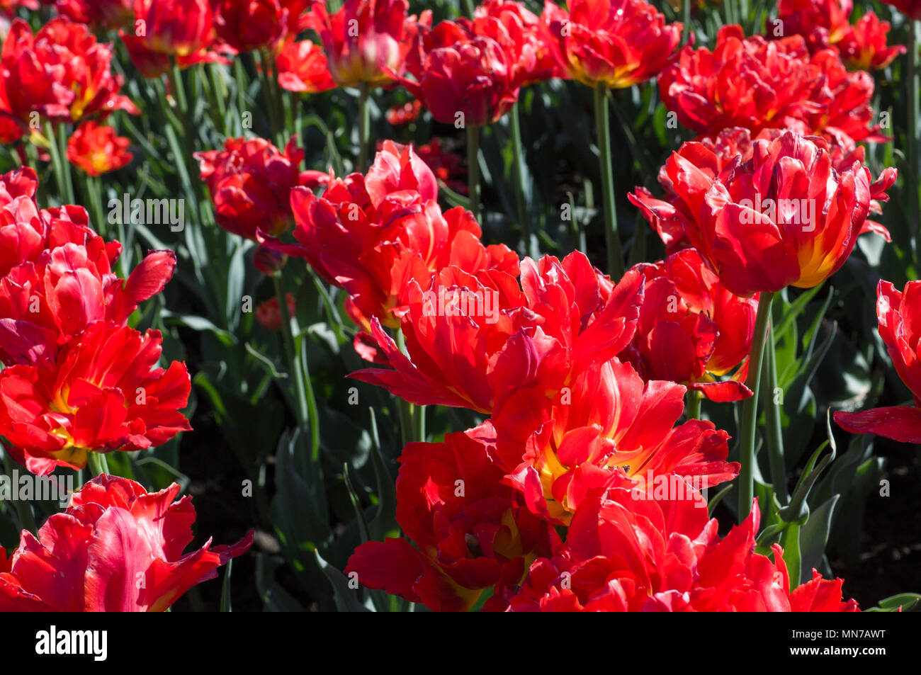 red tulips in spring garden. nature, background Stock Photo - Alamy