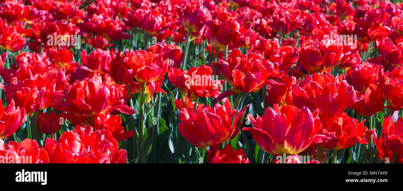 red tulips in spring garden. vignette, background Stock Photo - Alamy