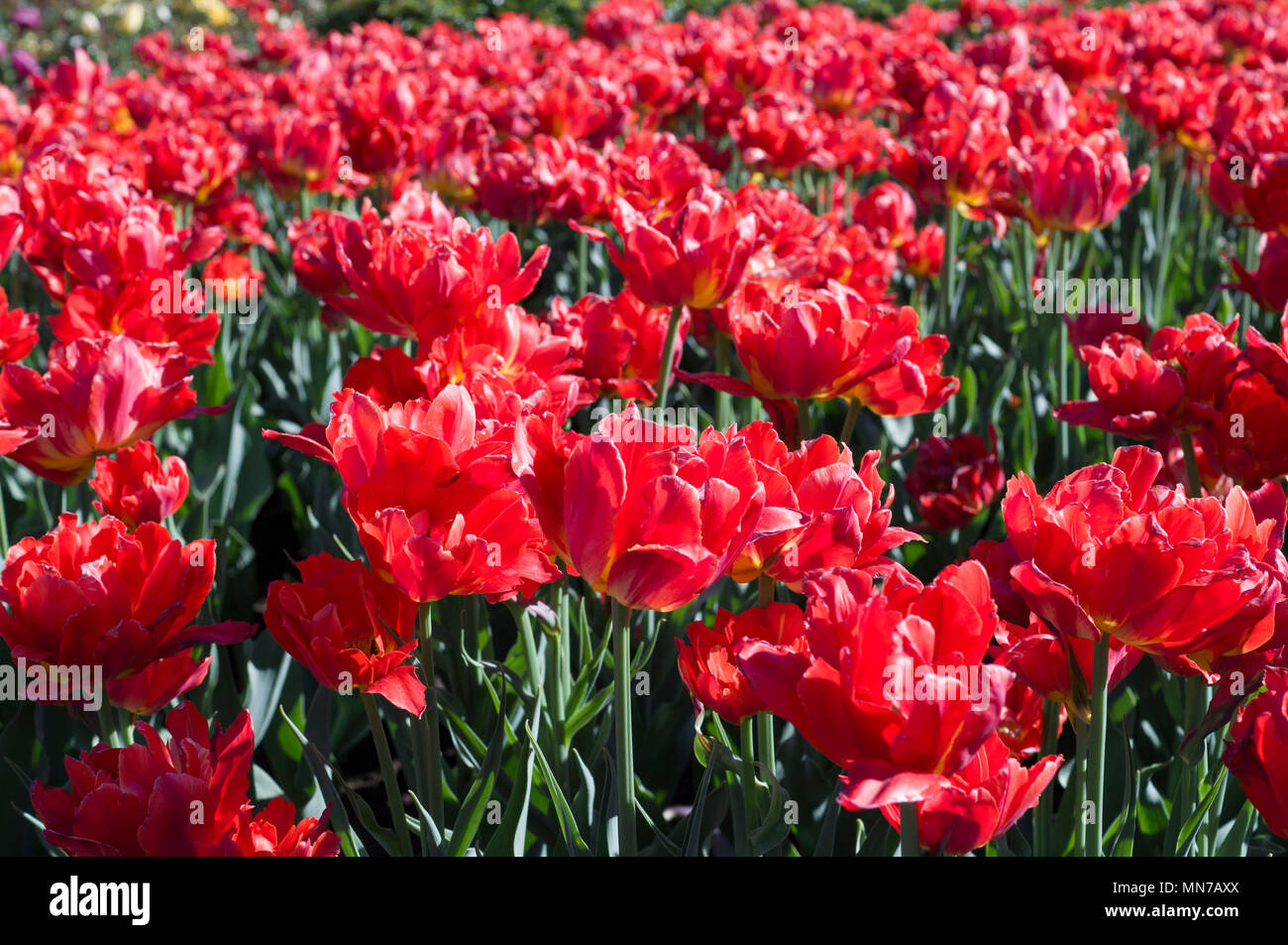 red tulips in spring garden. nature, background Stock Photo - Alamy