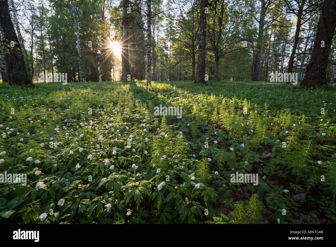 A lot of Wood anemore flowers and wood horsetail plants at the lush Piikahaka greenspace and meadow in Tampere, Finland, at sunrise in the summertime. Stock Photo