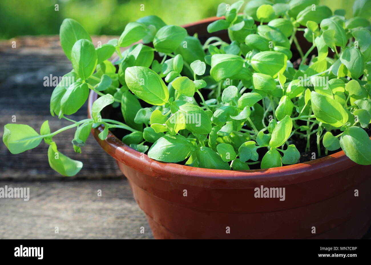 Seedlings of green basil. Young herbs sprouts ready for planting