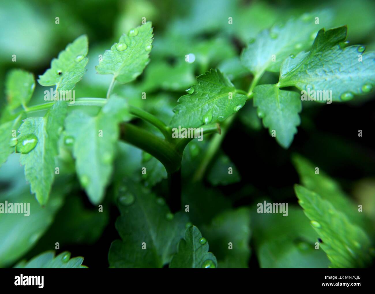 fresh edible organic green leaf, leaves seen in a home garden in sri lanka Stock Photo