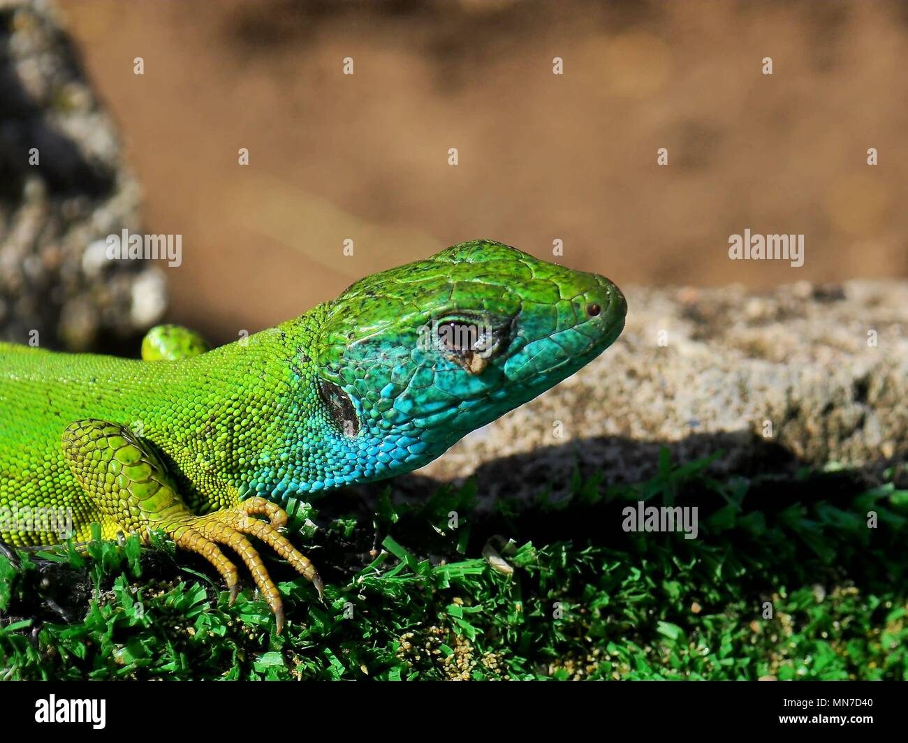 Close-up of a Lizard Stock Photo