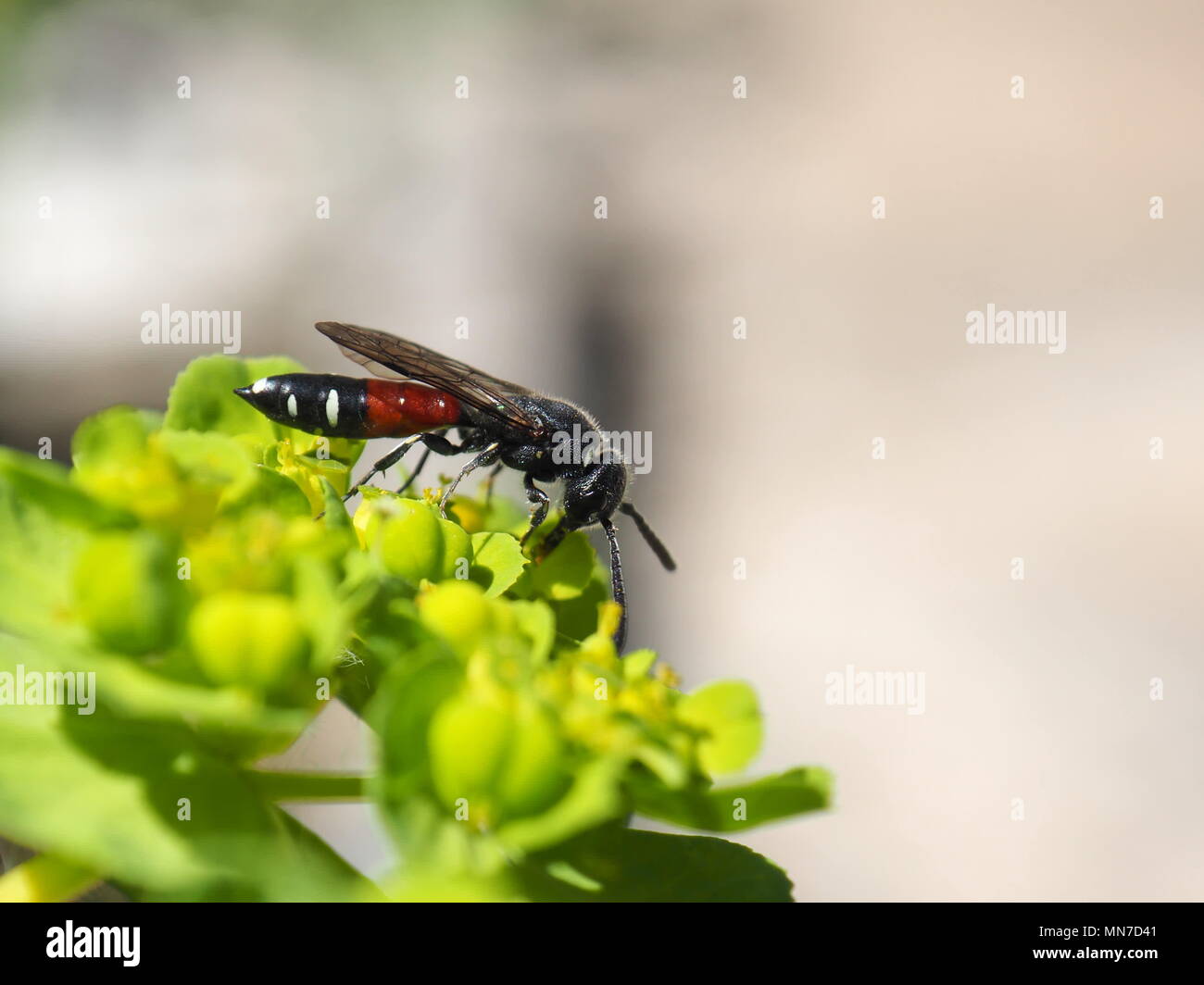 Macro insect wing hi-res stock photography and images - Alamy