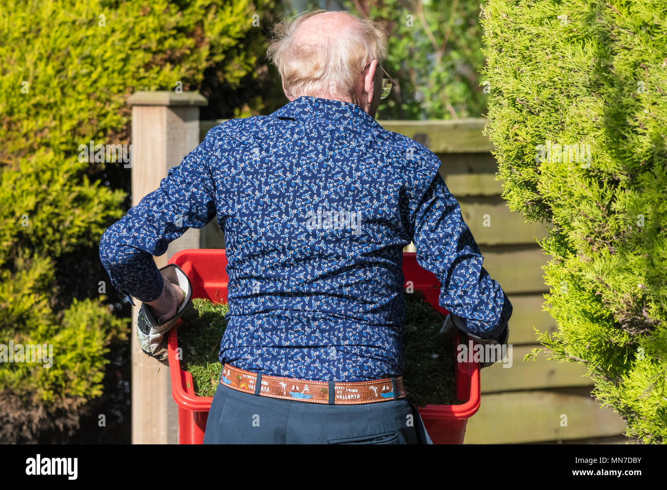 Senior man carrying box of grass while gardening in Spring, taken from behind in the UK. Stock Photo