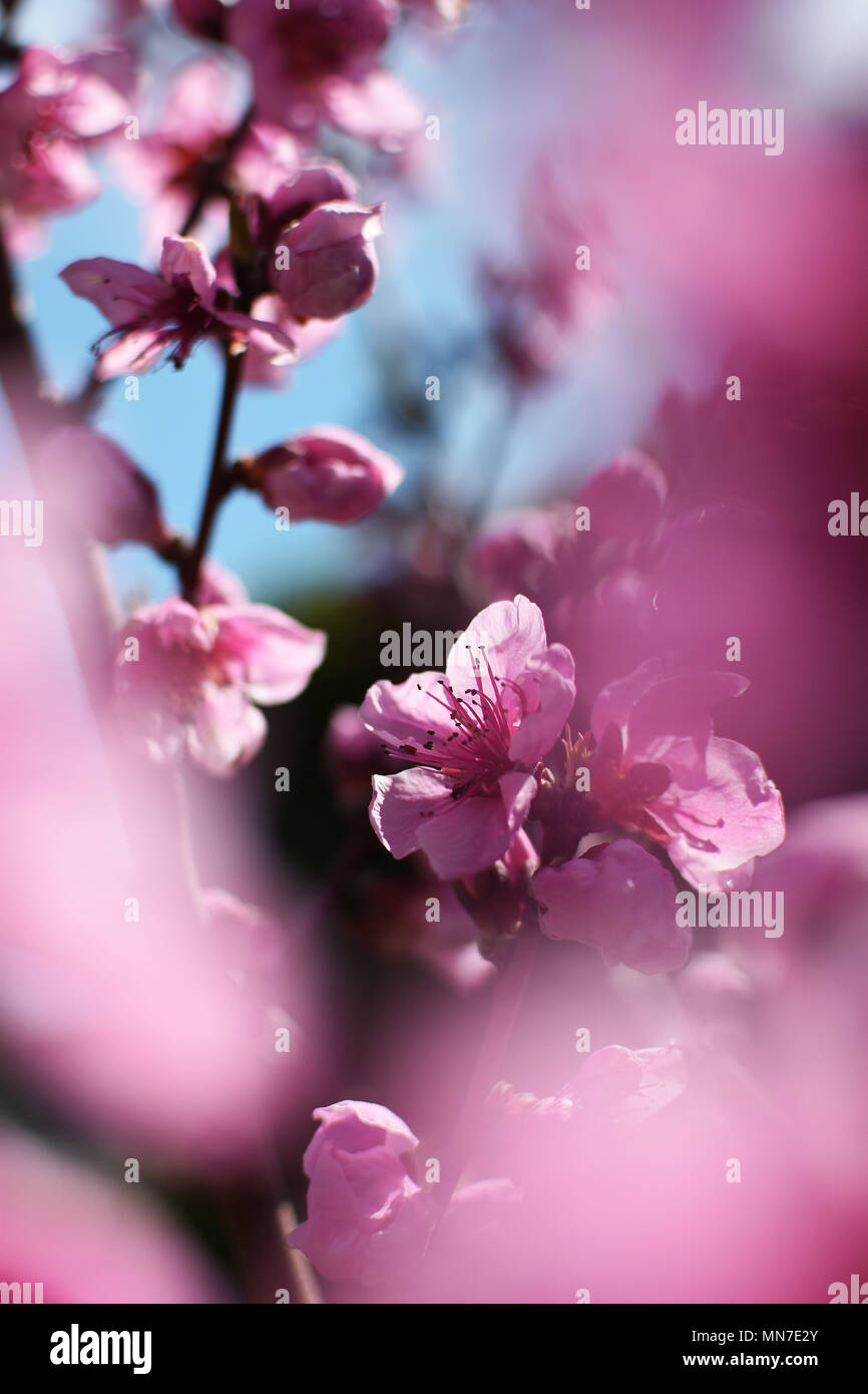 Cherry flowers blossom on tree. japan cherry trees. Japanese flowers. Pink japanese flowers blossoming. Blossom. Petals. Perfume. Flower wallpaper. Stock Photo